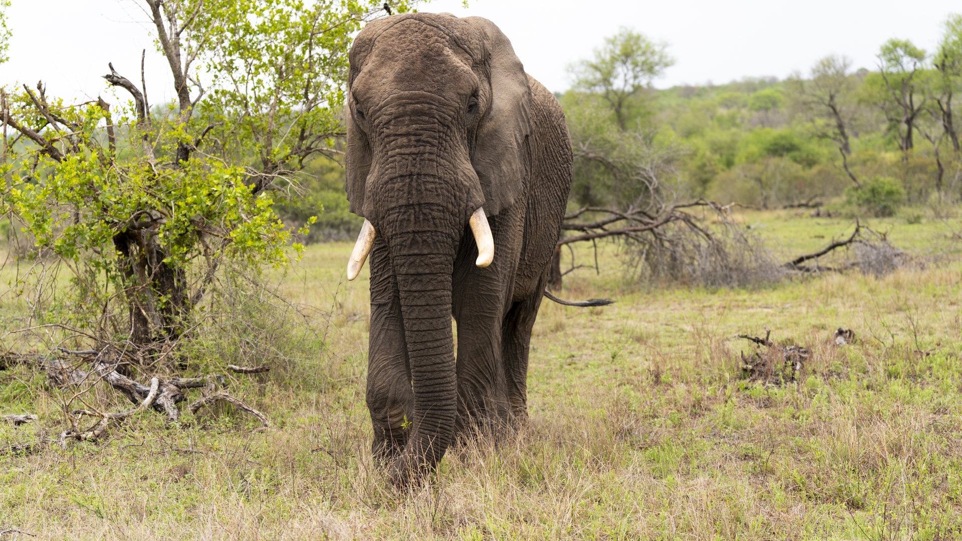 Kruger25 2025 10 31 08 16 34 ILCE 9M3 1291